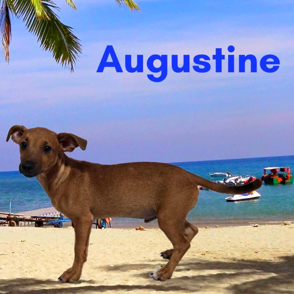 Augustine