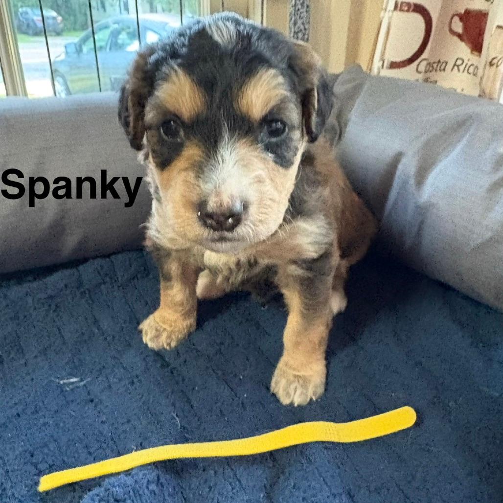 Spanky (yellow collar)