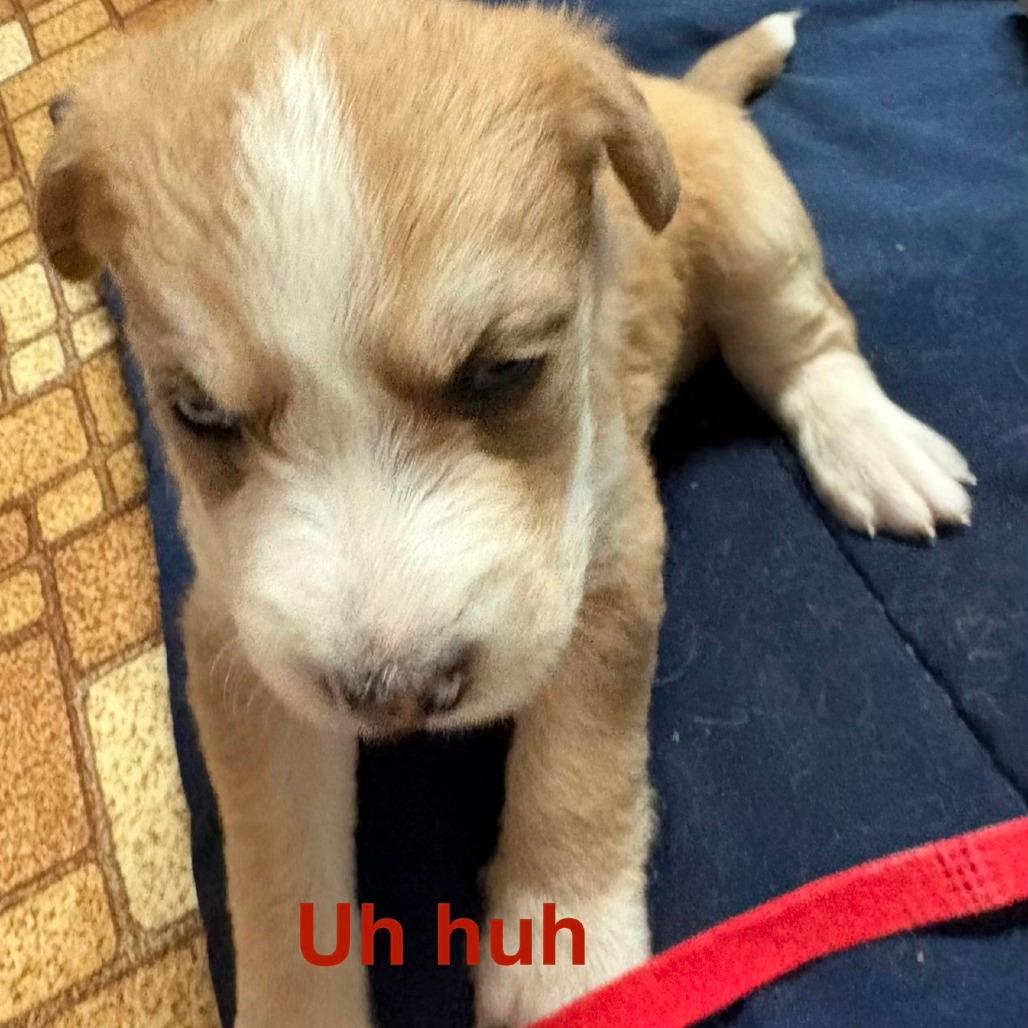 Uh-huh (Red collar)