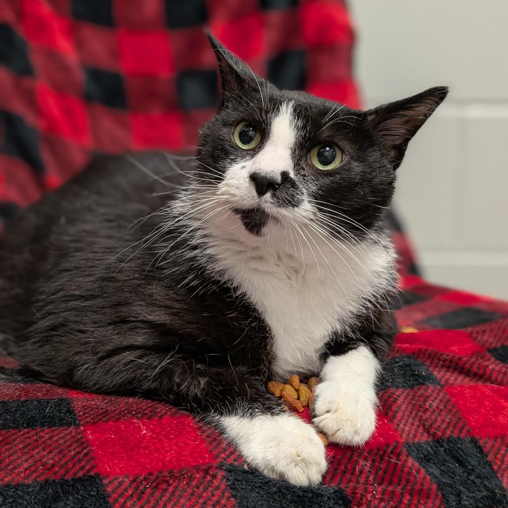 Oreo