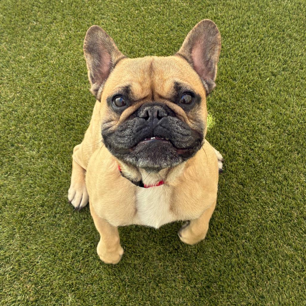 Archie 