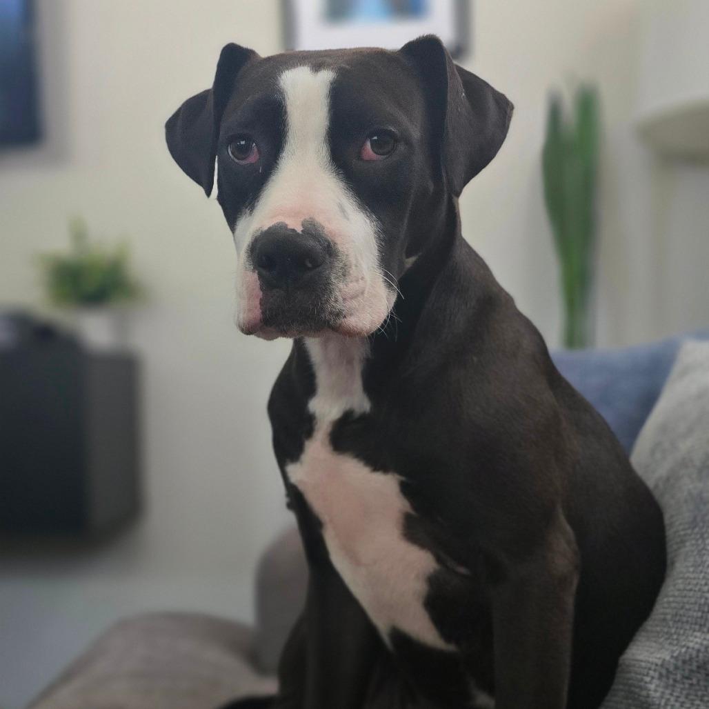 Ollie