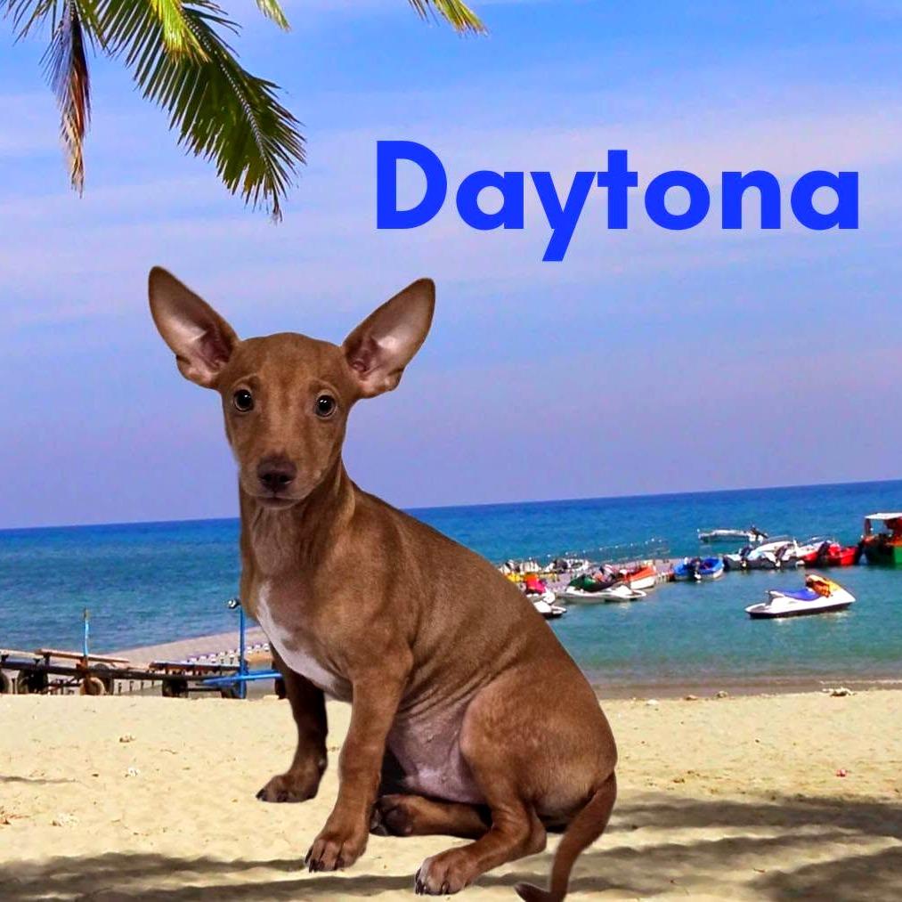Daytona