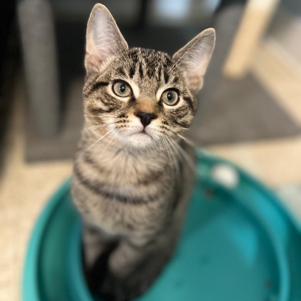Stewart