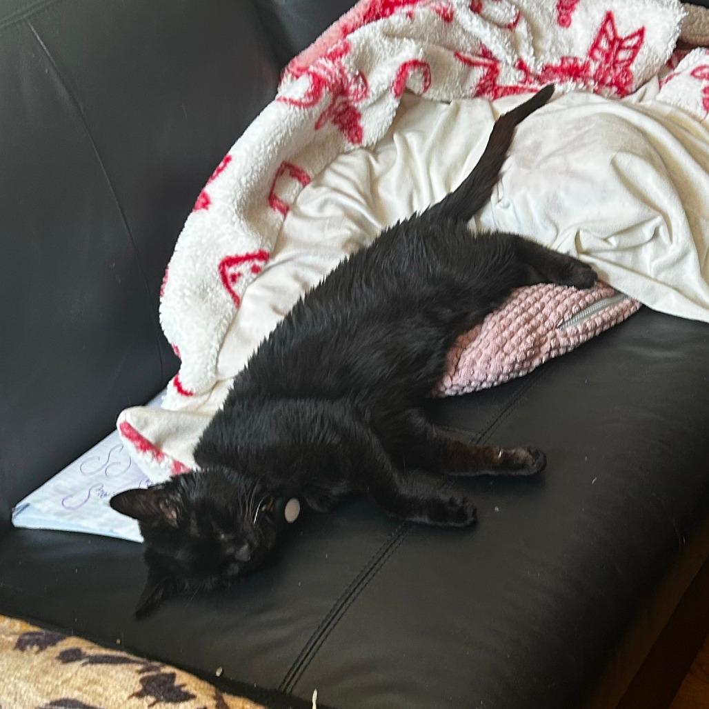Toothless