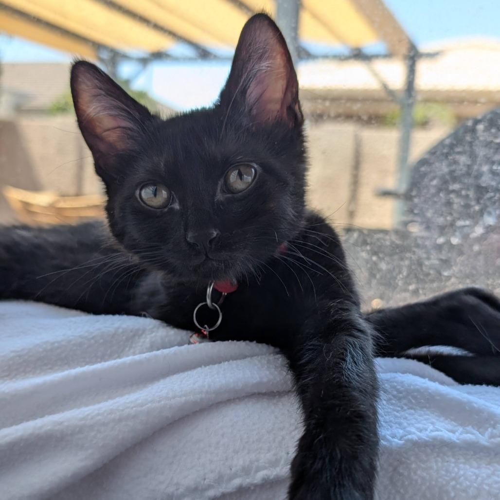 Loki