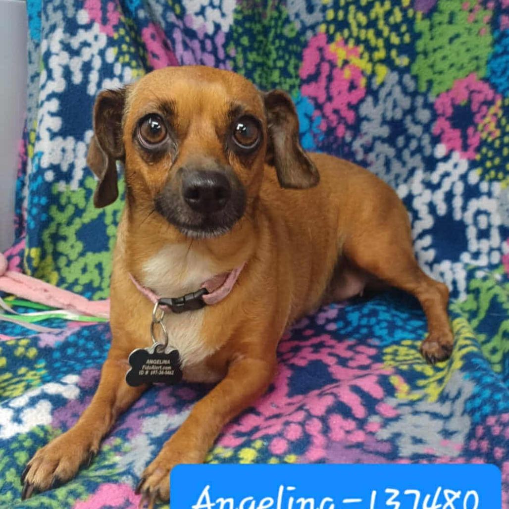 Angelina
