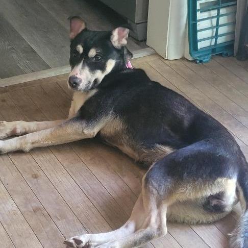 Mia - IN FOSTER