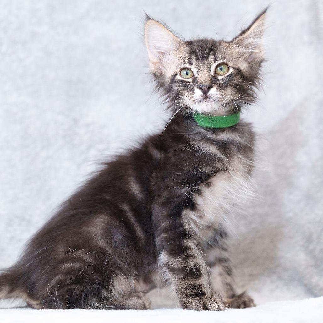 Salem (Green Collar)