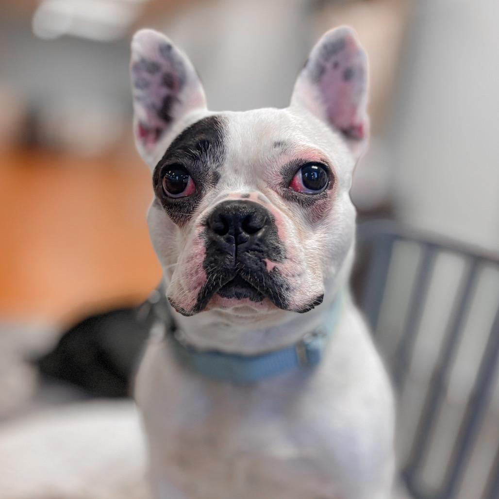 Augie