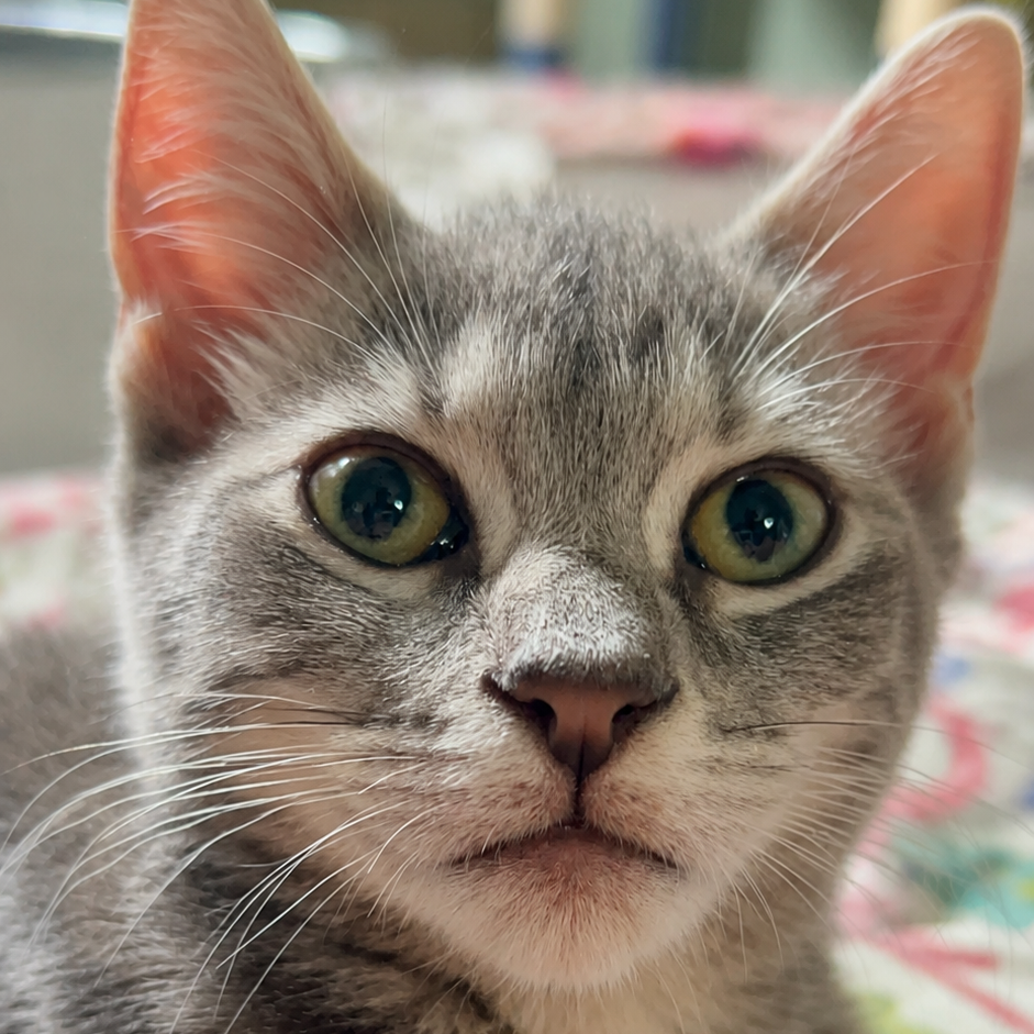 Penny