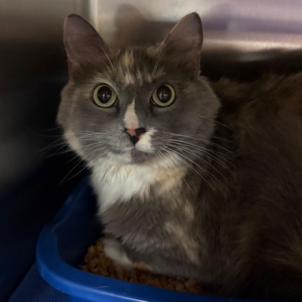 Stray 08/04/2026 A65017