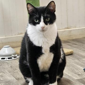 Buddy - Bobtail