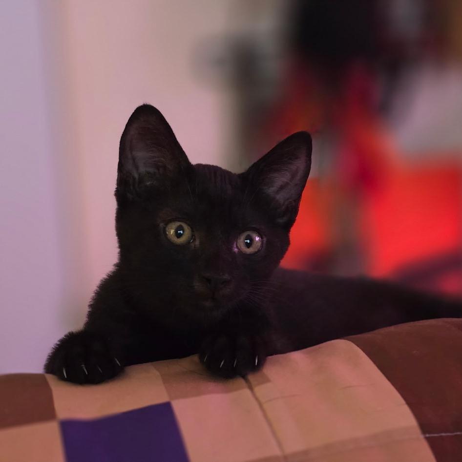 Serafina 