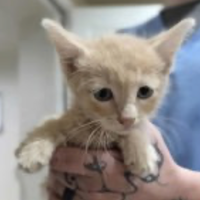 Mowgli