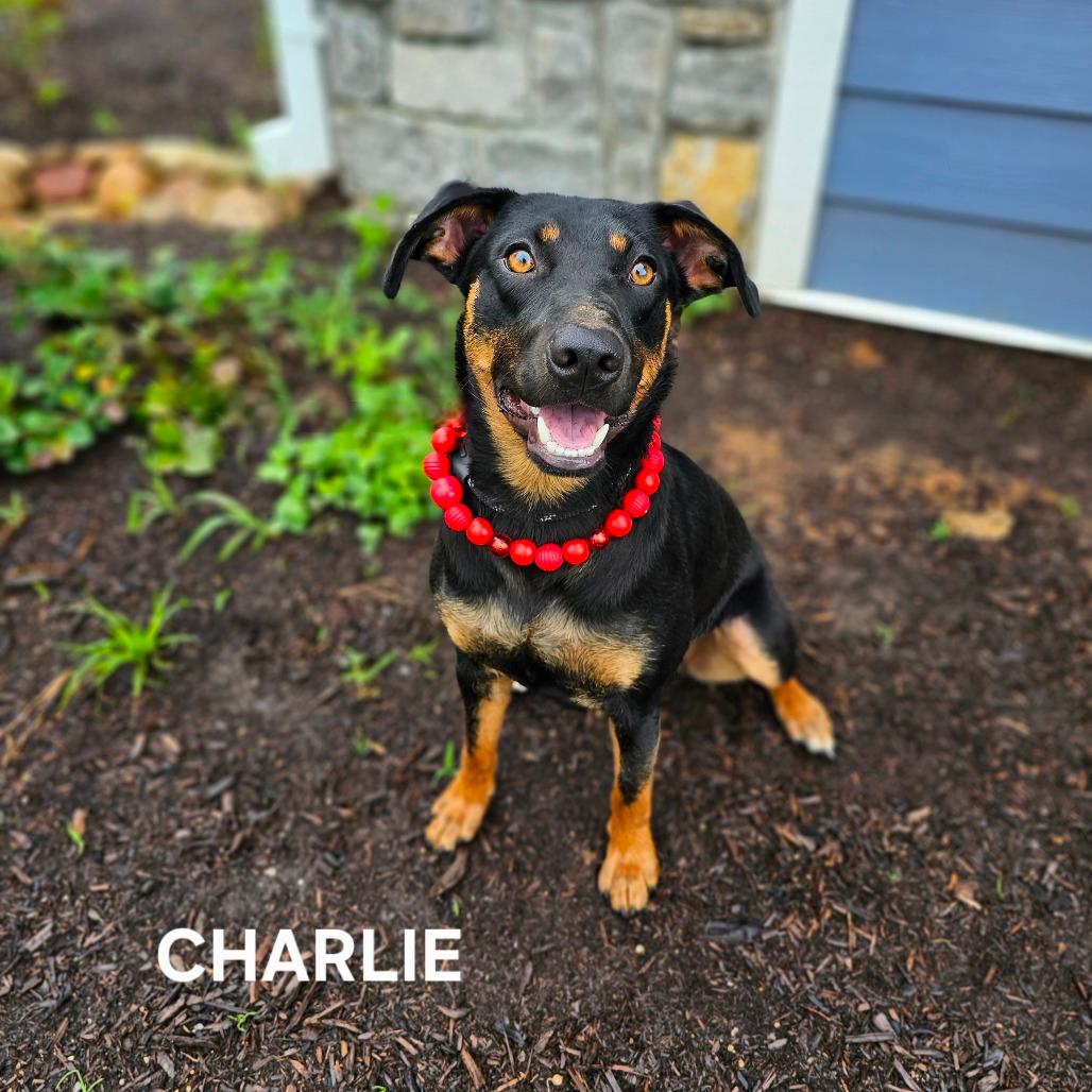 Charlie/Neyland