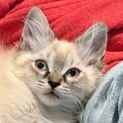 Sawyer