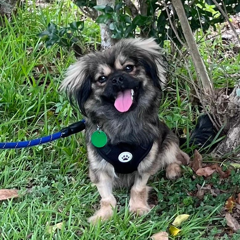 Batman (Benefactor Puppy)
