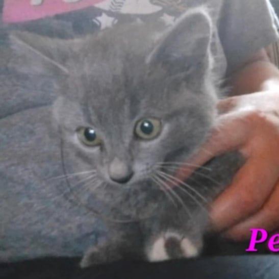 Pebbles