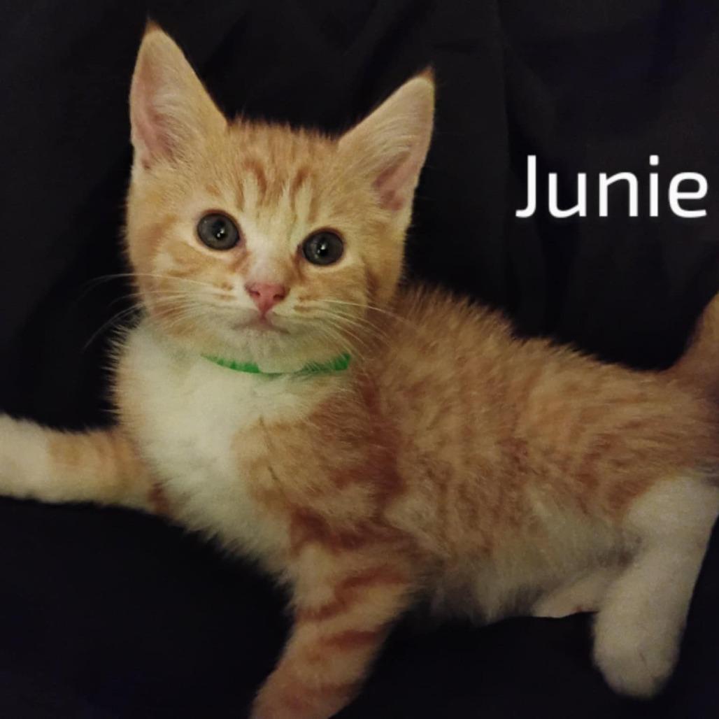 Junie