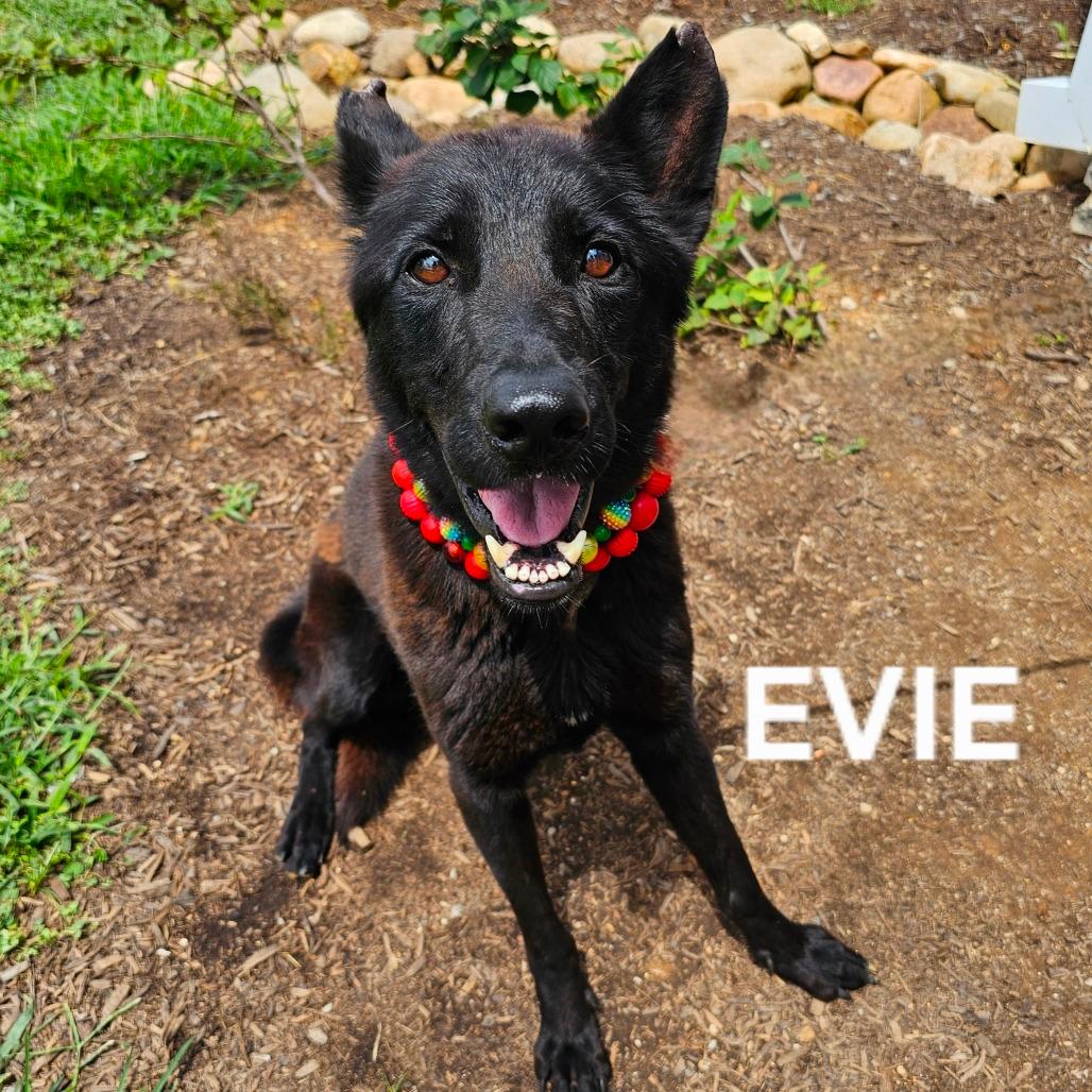 Evie