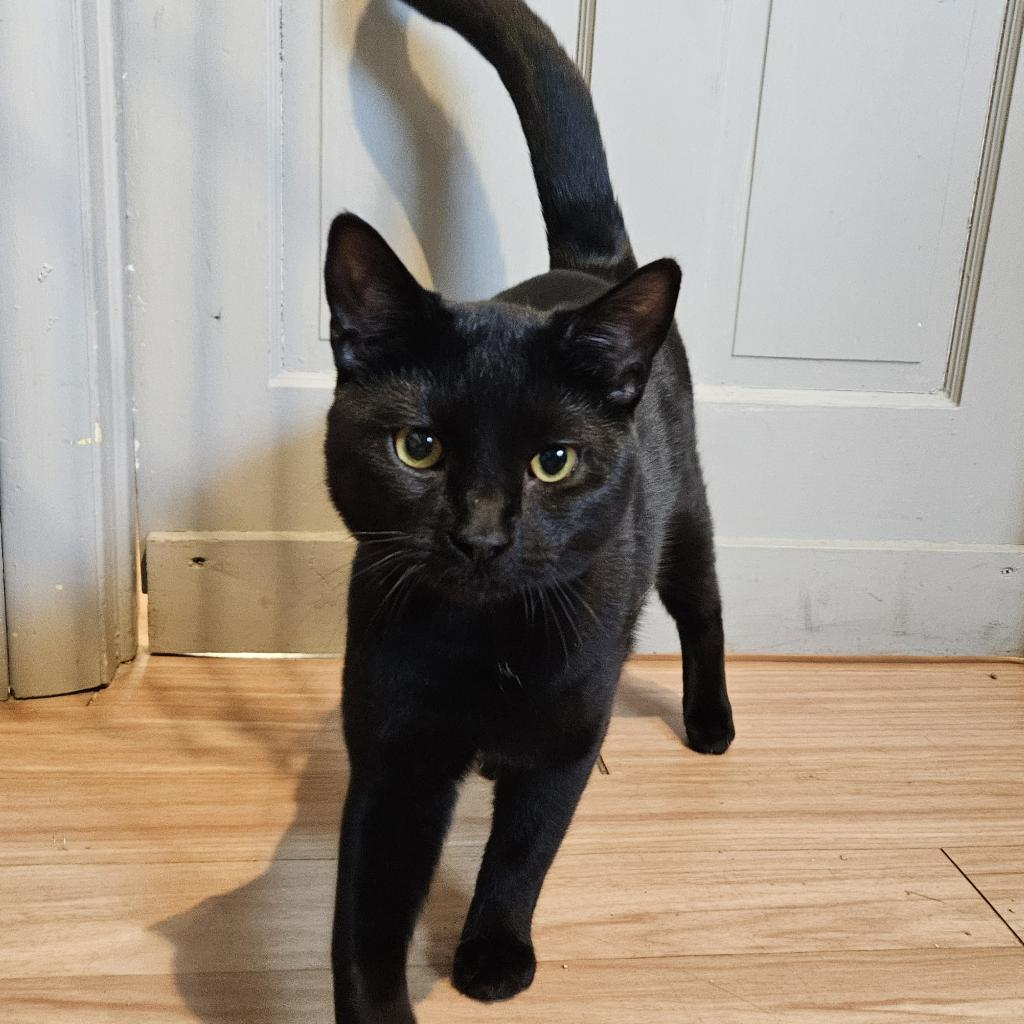 Mateo