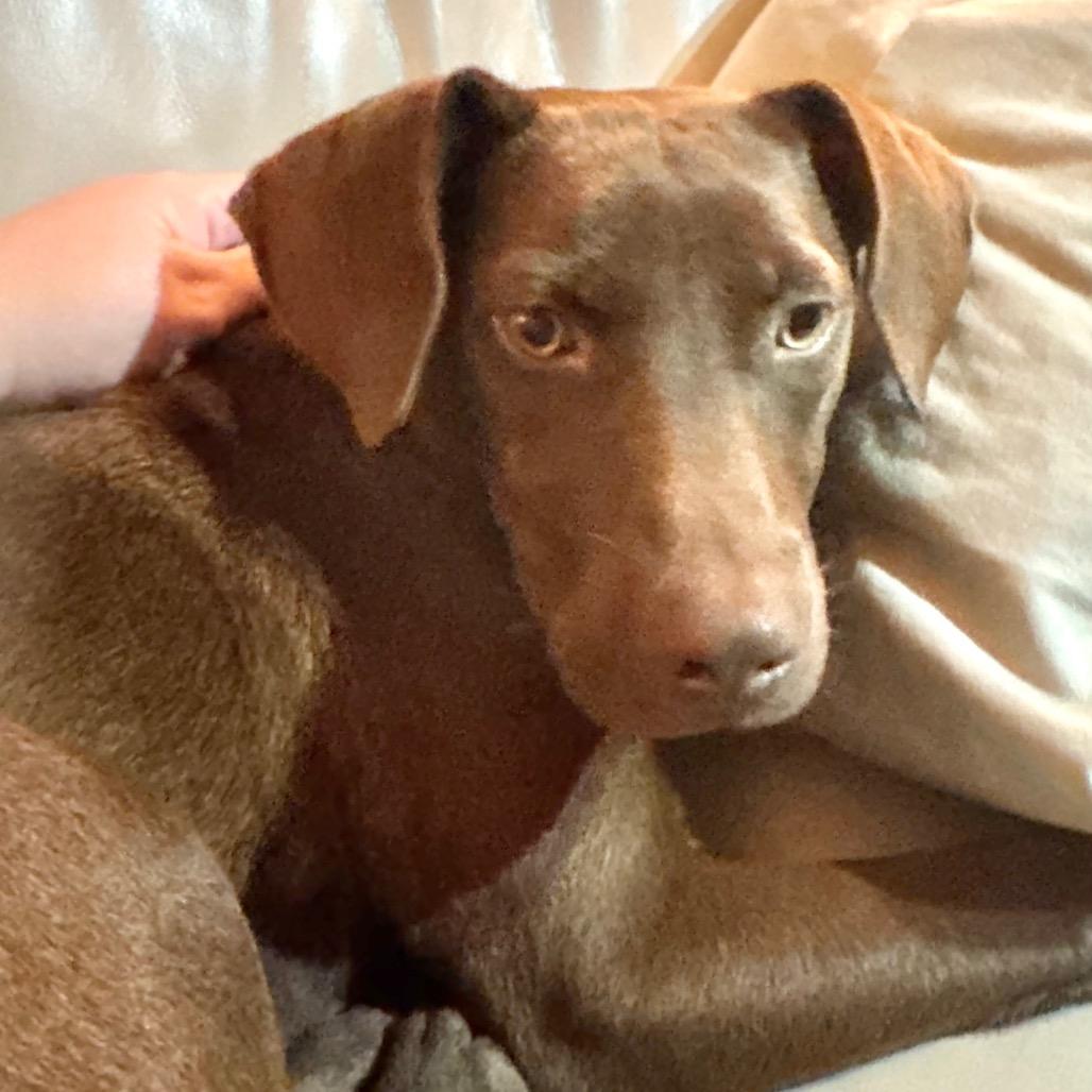 Josie