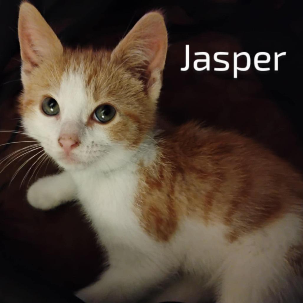 Jasper