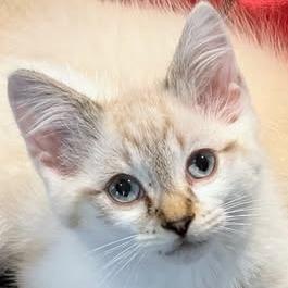 Simon