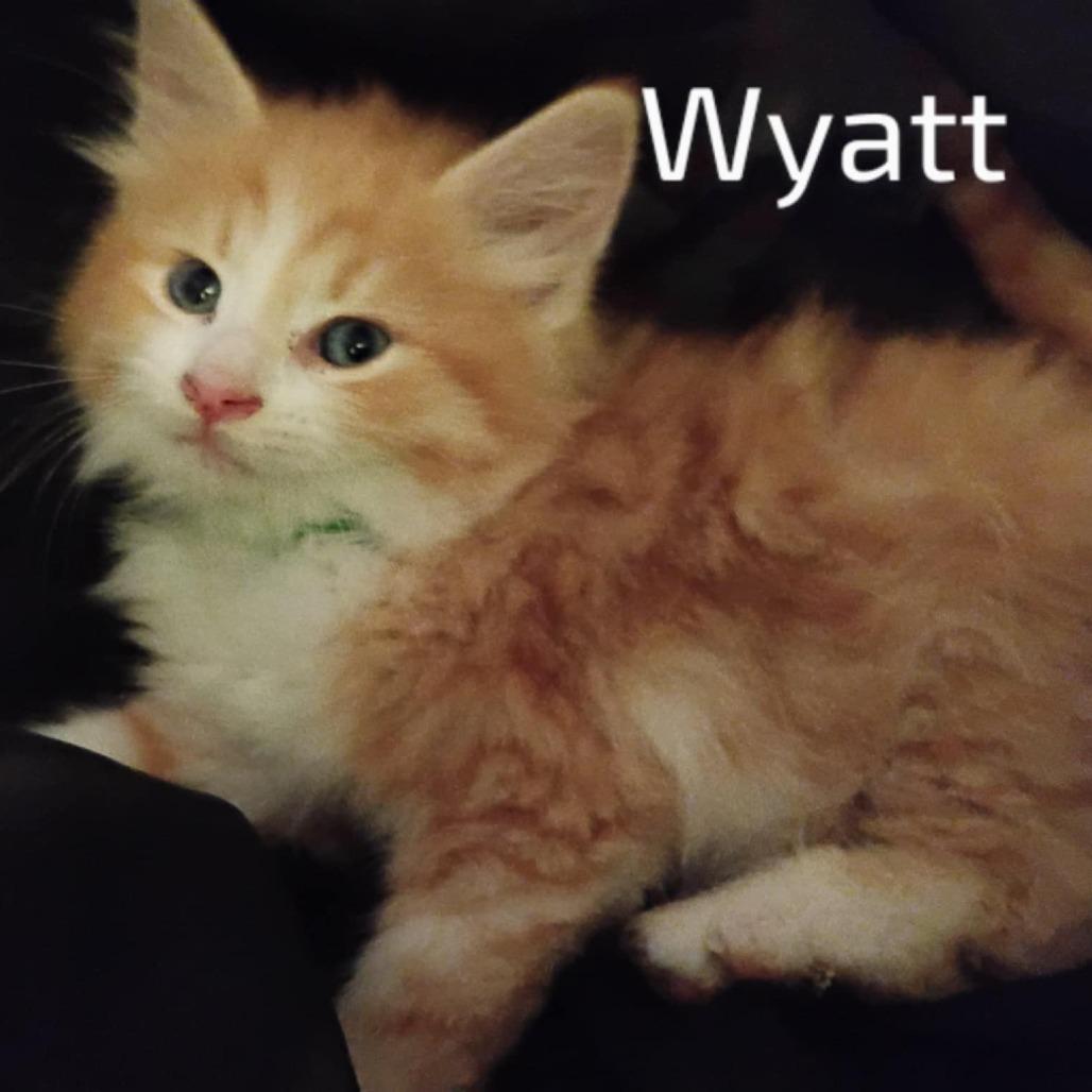Wyatt