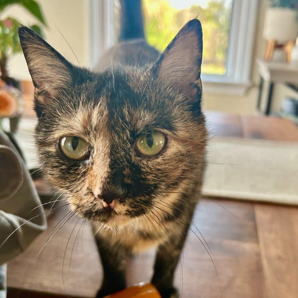 Pixie