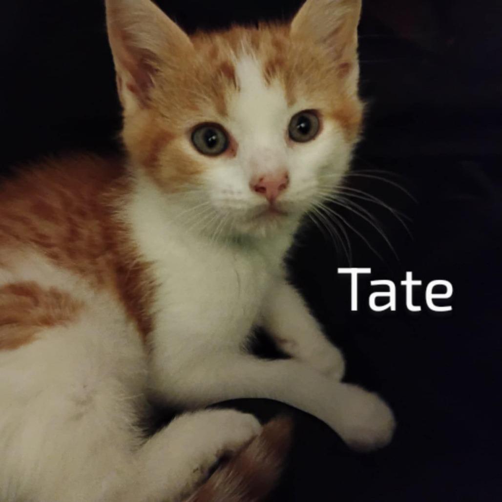 Tate