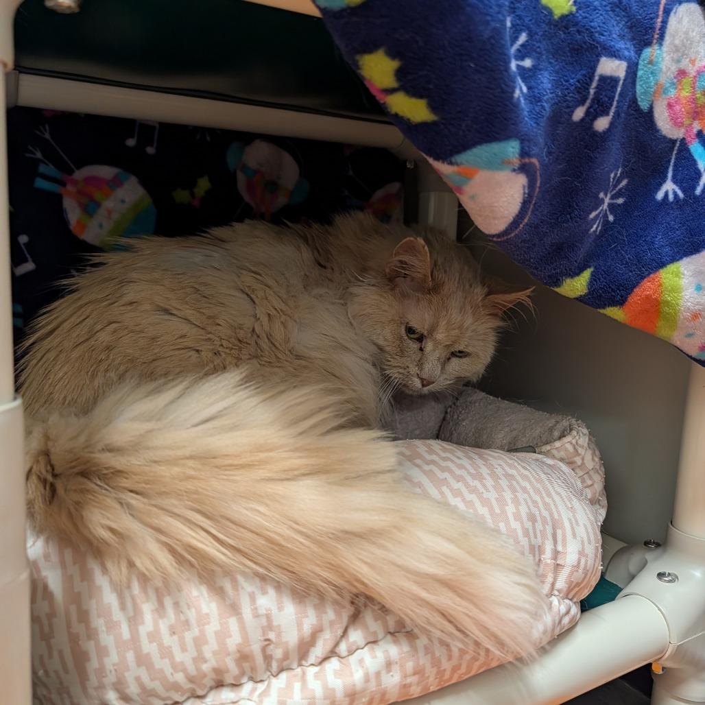 Kitty