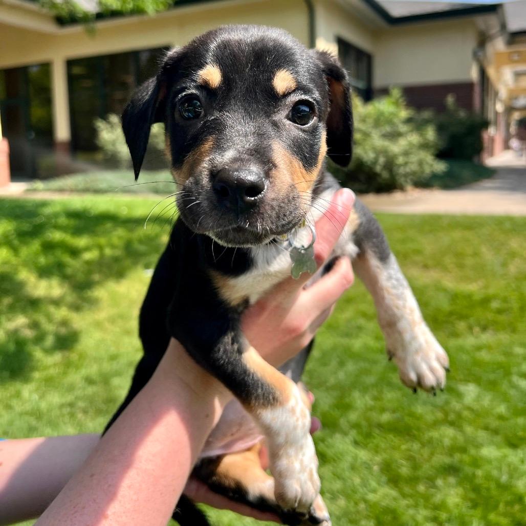 Daisy