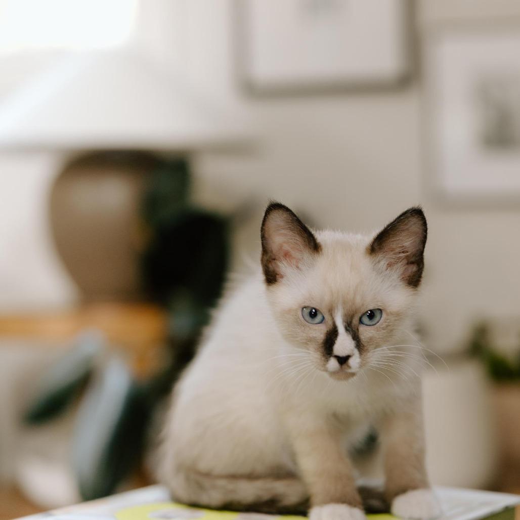 Felix 