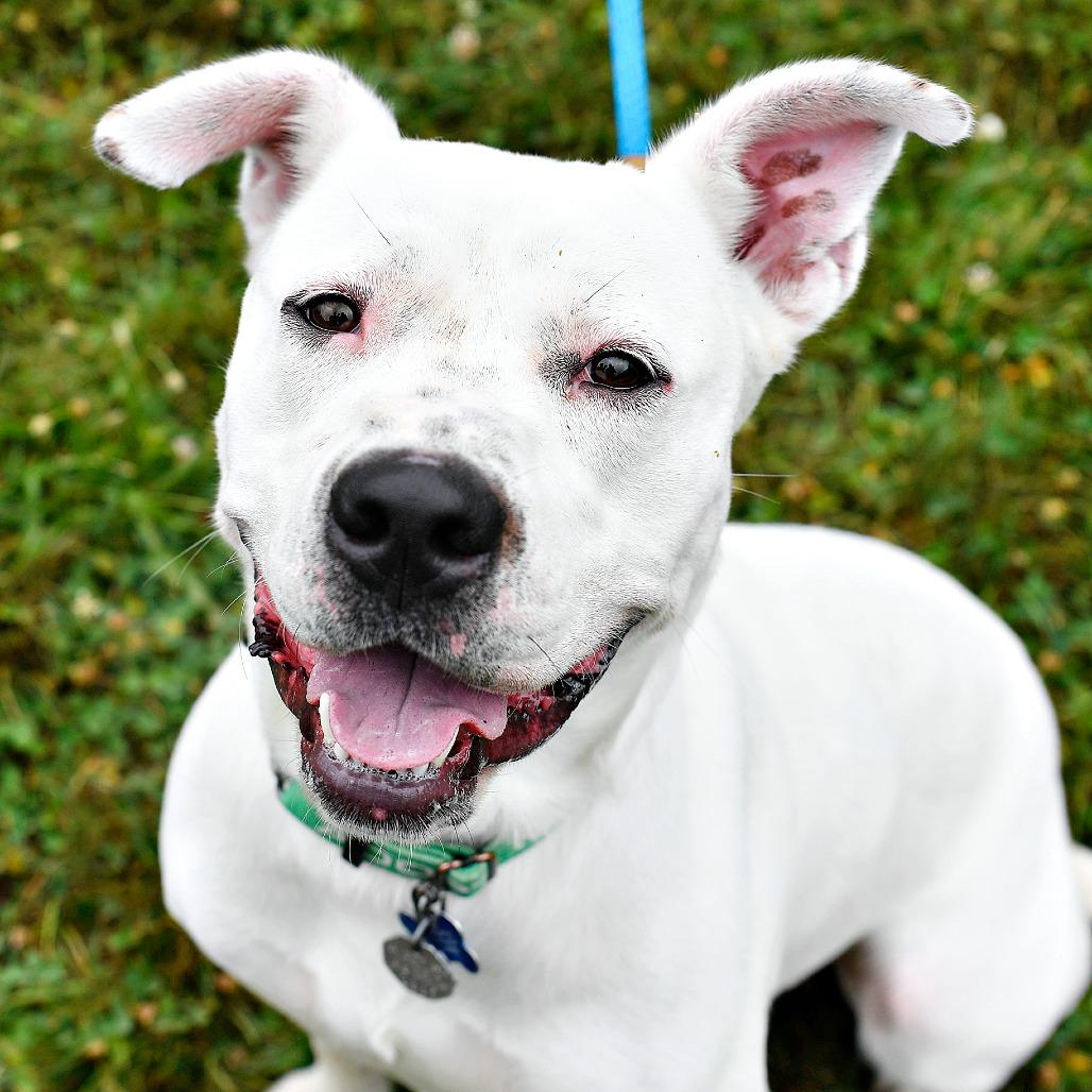 Bowie