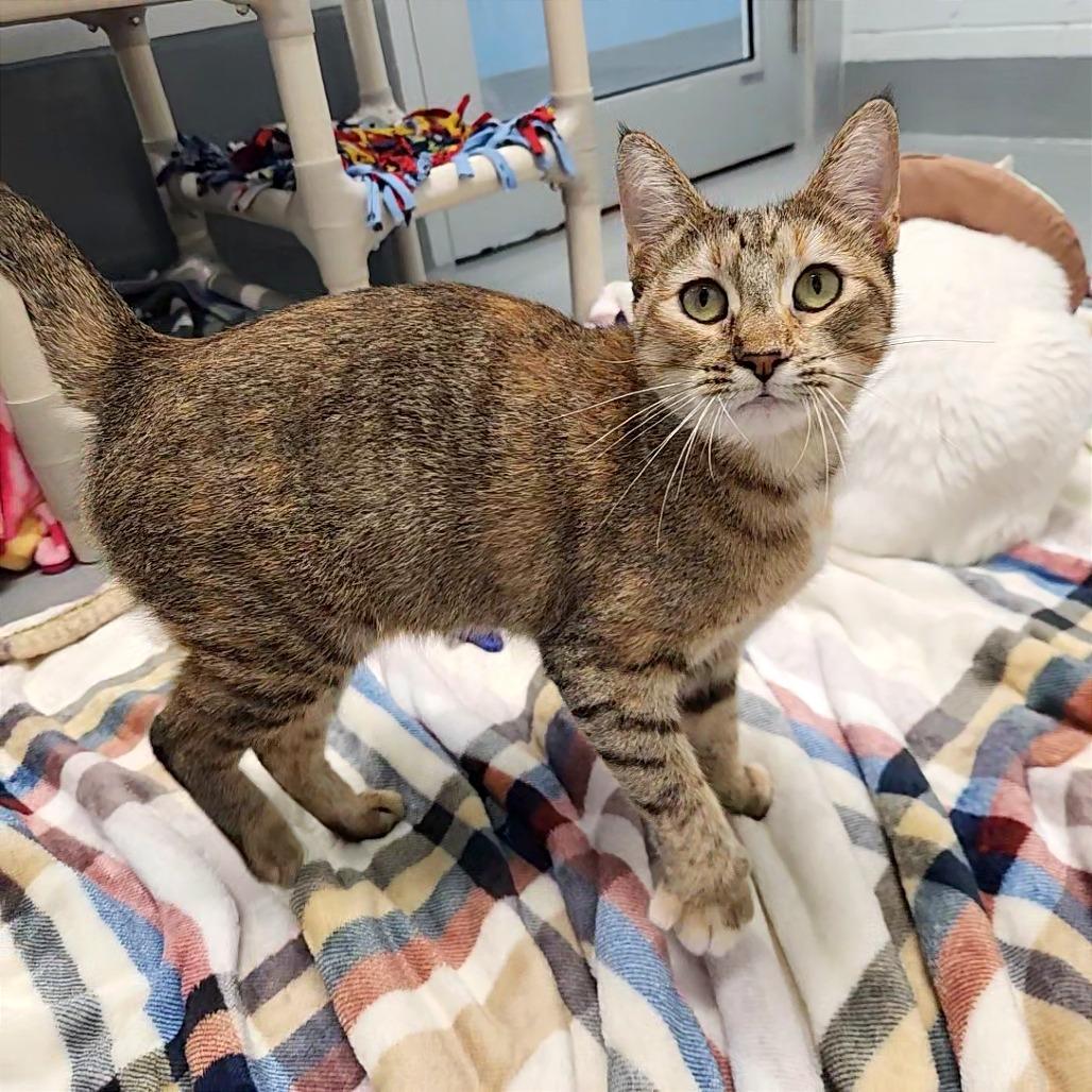 Pippa