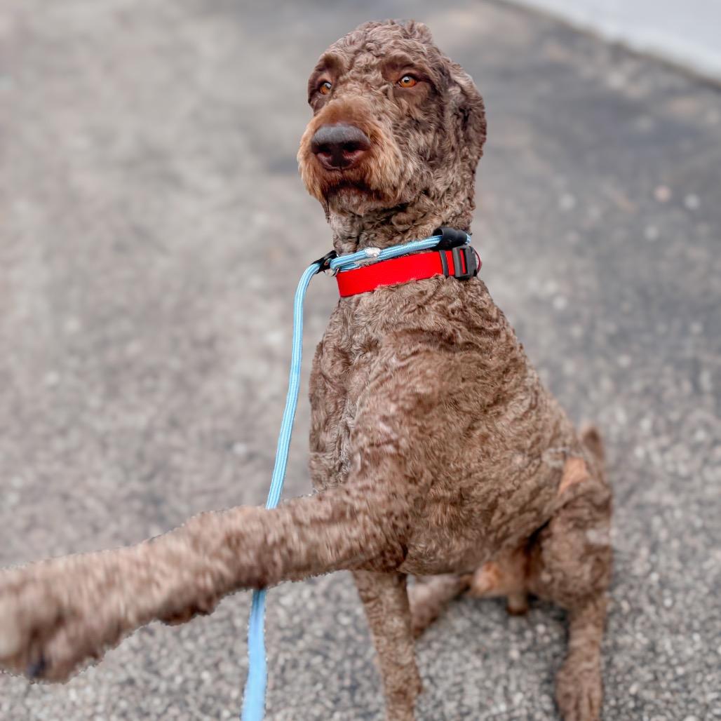 Bruno