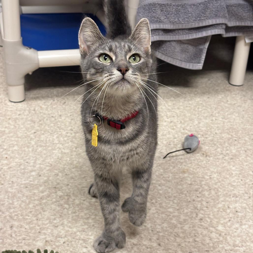 Polly-In Foster 