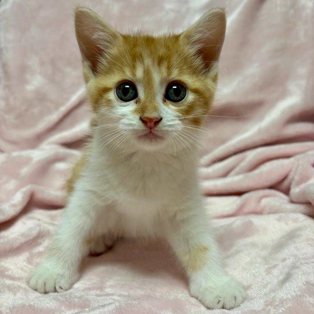 Copper
