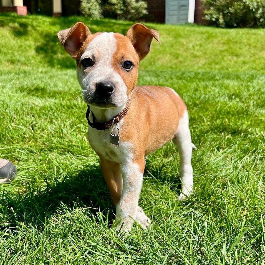 Duke