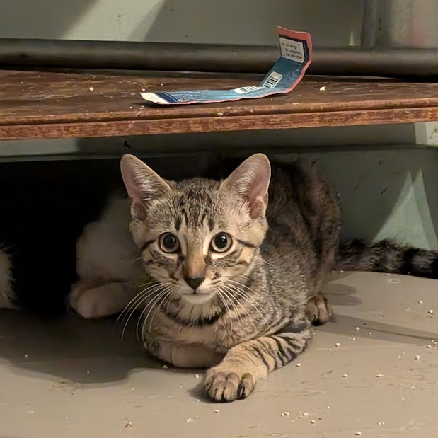 Allspice-Tiny Sprit Kitten-In Foster 