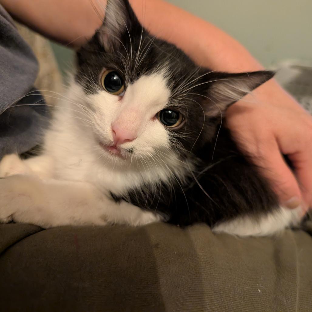 Panda-Tiny Sprit Kitten-In Foster 