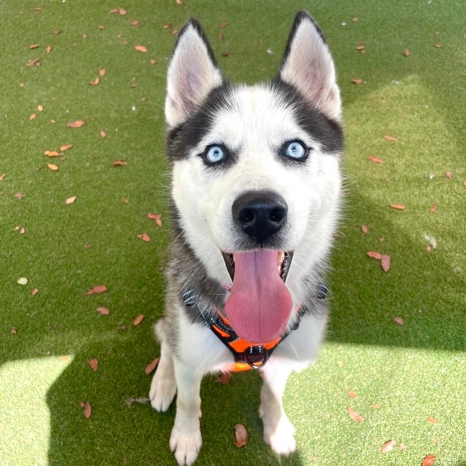 Max