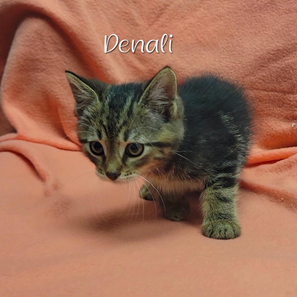 Denali 