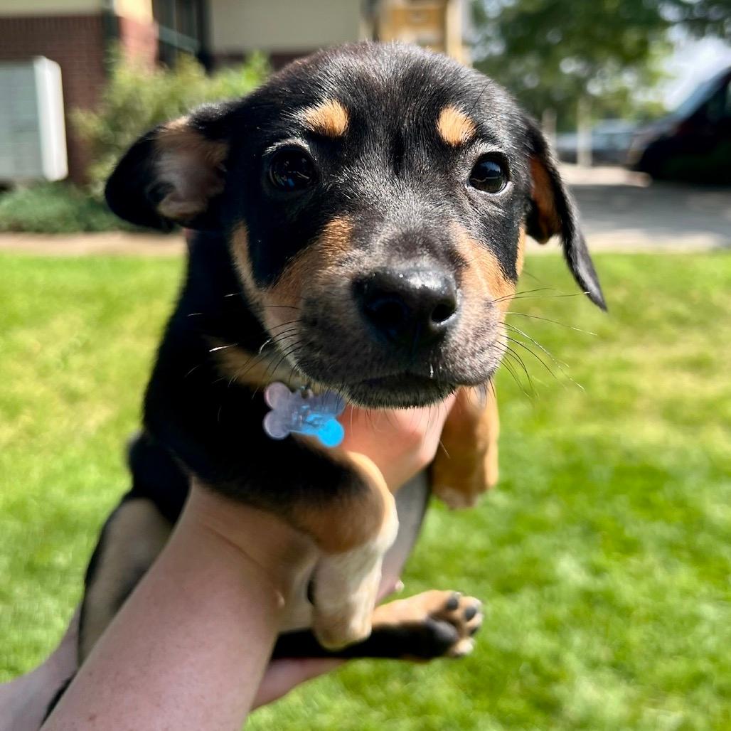 Chloe