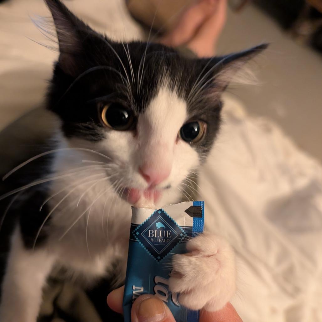 Panda-Tiny Sprit Kitten-In Foster 