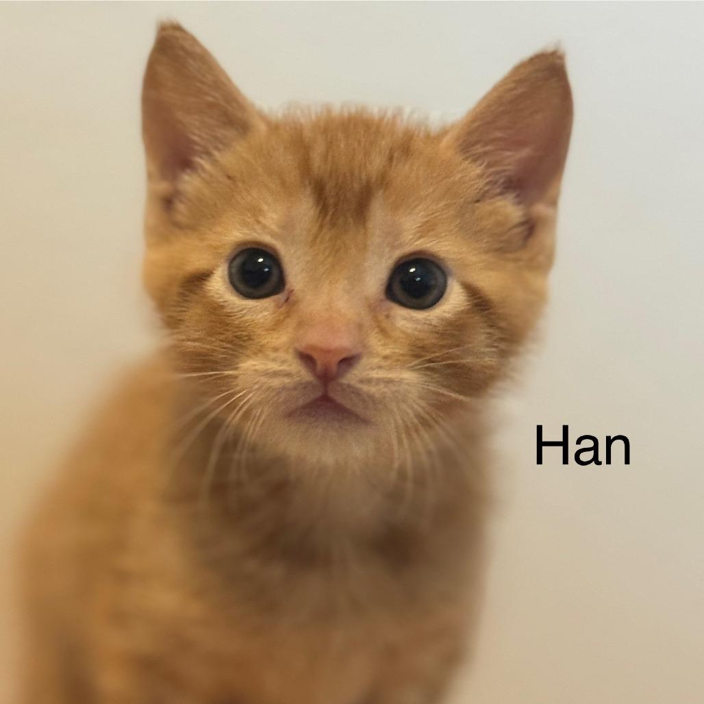 Han