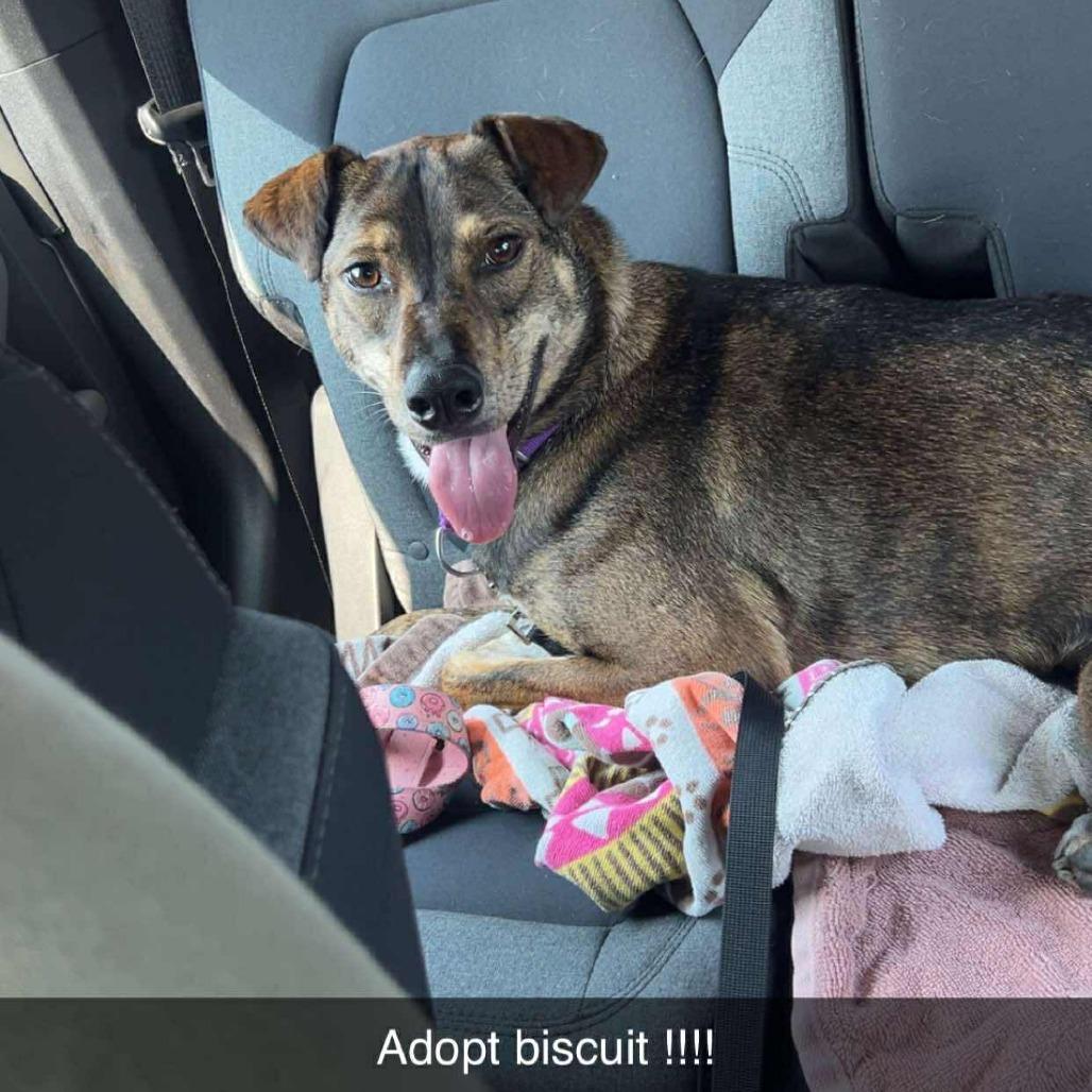 Biscuit