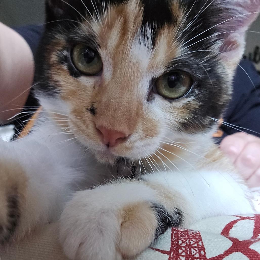 Gypsy